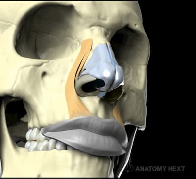 Músculo elevador del labio superior y del ala nasal