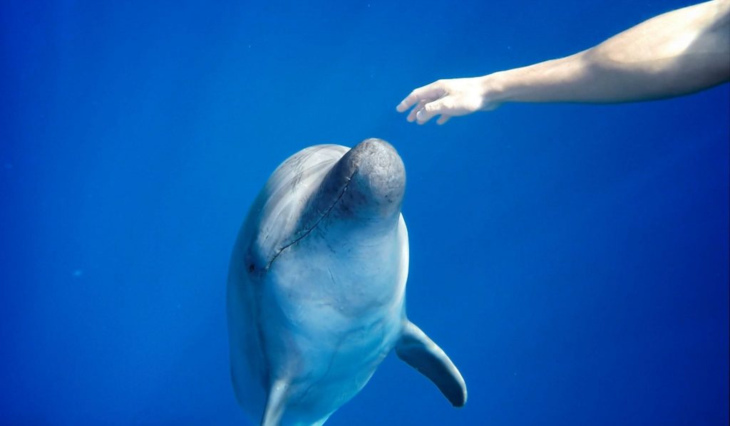Delfines en isla reunion