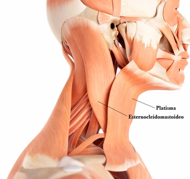 ▷ Huesos de la espalda: anatomía y patologías【2020】