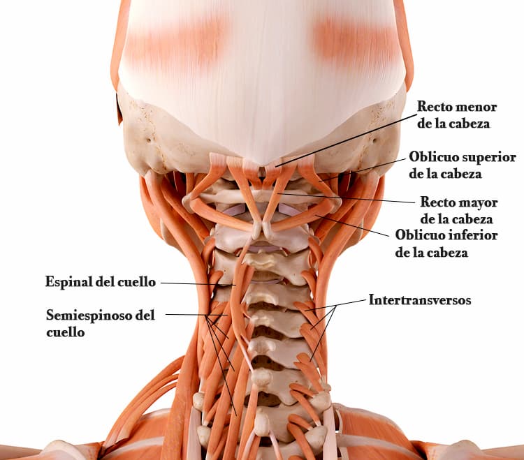 Musculos suboccipitales