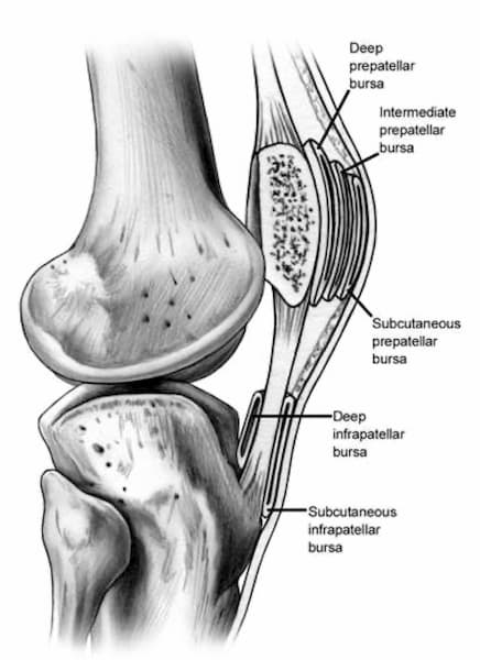 anatomia rotula