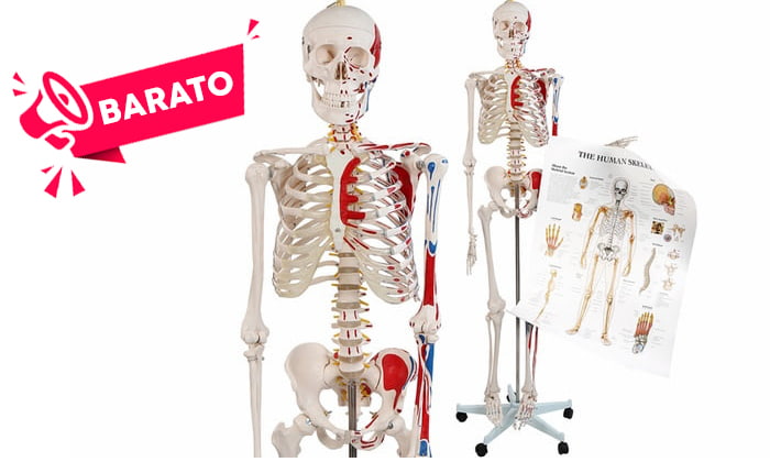 comprar esqueleto humano barato
