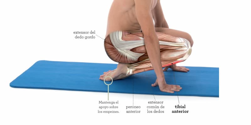 como estirar el musculo tibial anterior