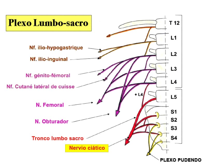 Inervaci n Y Funci n Del M sculo Del Nervio Ci tico VJIPHE Inervaci n Y Funci n Del M sculo Del Nervio Ci tico VJIPHE