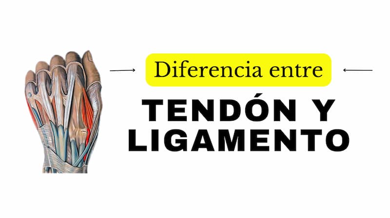 Diferencia entre tendón y ligamento