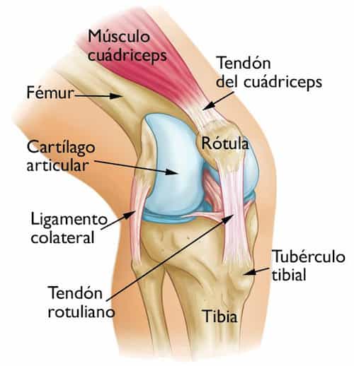 tendones y ligamentos de la rodilla